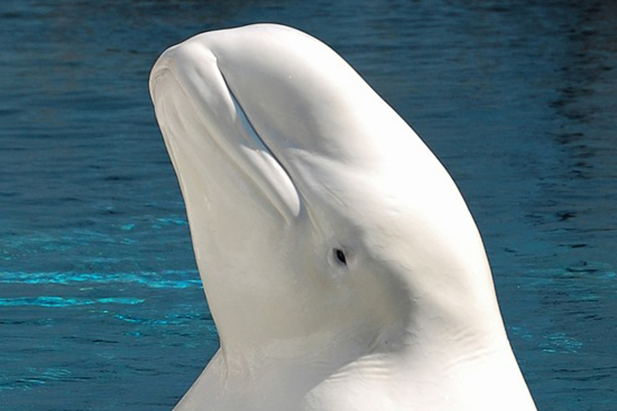 Scandinavian quirks: Beluga whale suspected of spying for Russia