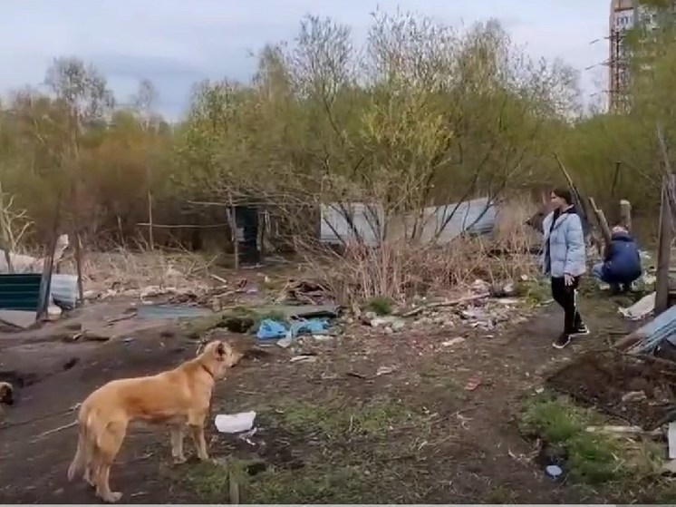 В Красноярске бездомные съели собак в Октябрьском районе