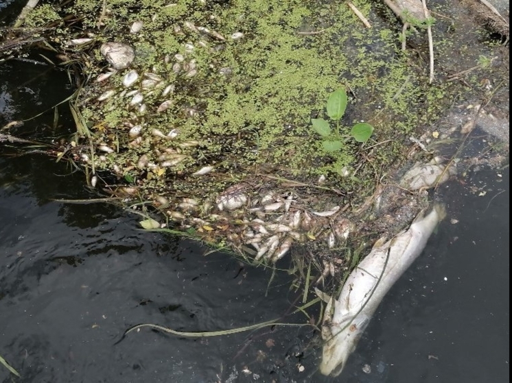 Гибель рыбы на реке Вала расследуют в Удмуртии