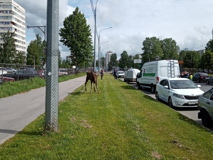 Ветеринары спасли лося, попавшего под колеса автомобиля в Петербурге