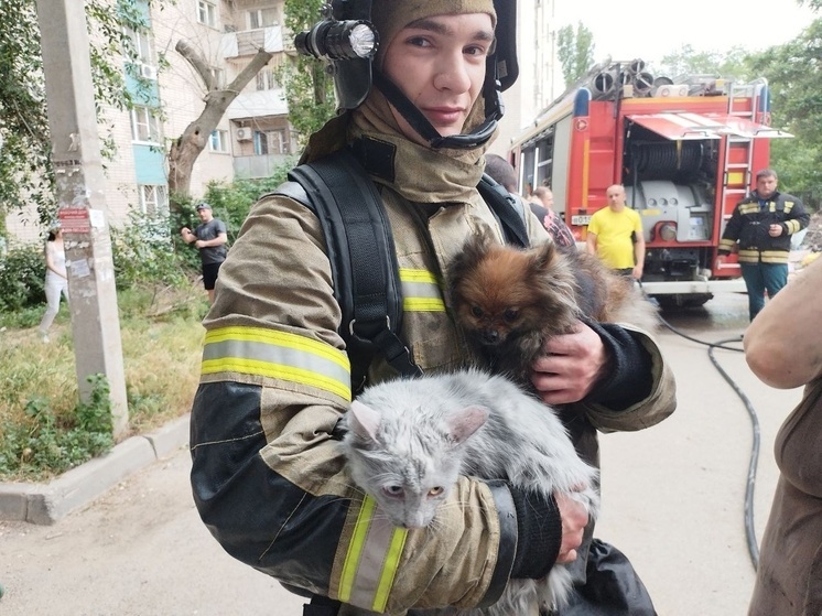 В Волгограде спасли кота и собаку после пожара в квартире
