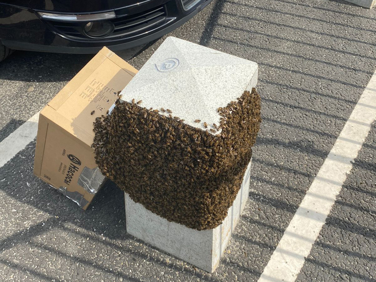 Бездомным пчелам не разрешили припарковать свое гнездо в центре Москвы