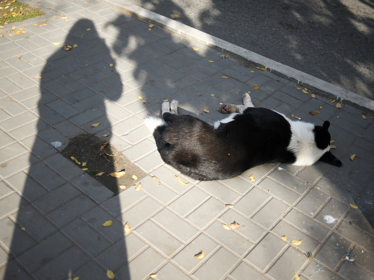 В Астраханской поликлинике засняли бегущую собаку