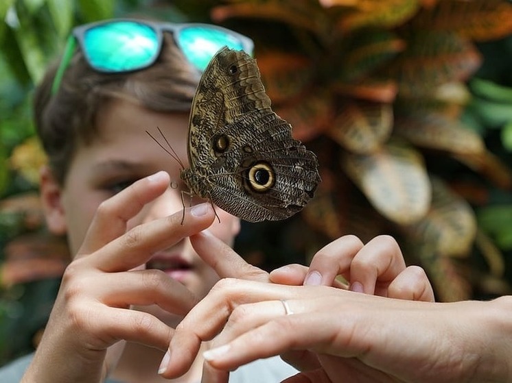 Школьники Старобешевского района прослушали лекции о бабочках и первобытных людях