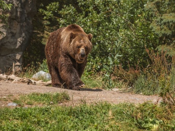 В Красноярском крае застрелили медведя, напугавшего ребенка
