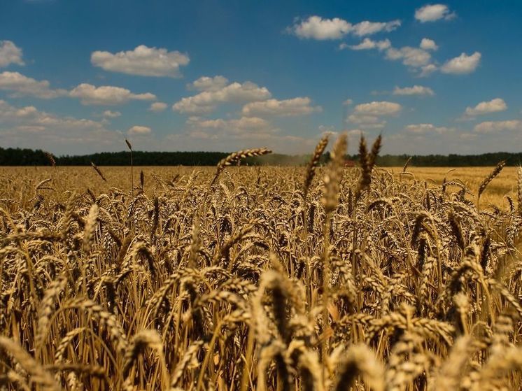 Россия остается лидером в производстве и экспорте зерна в мире