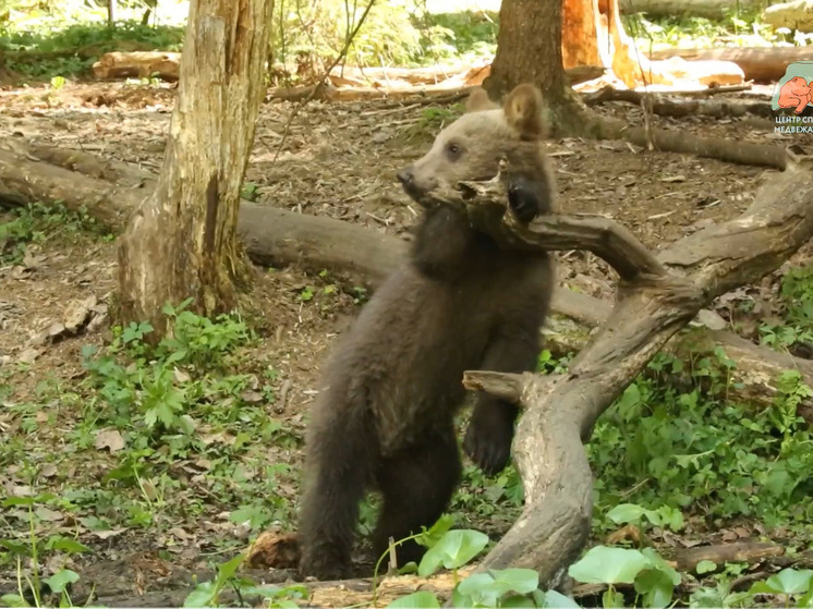 Медвежата-сироты из Тверской области переехали в лесной вольер