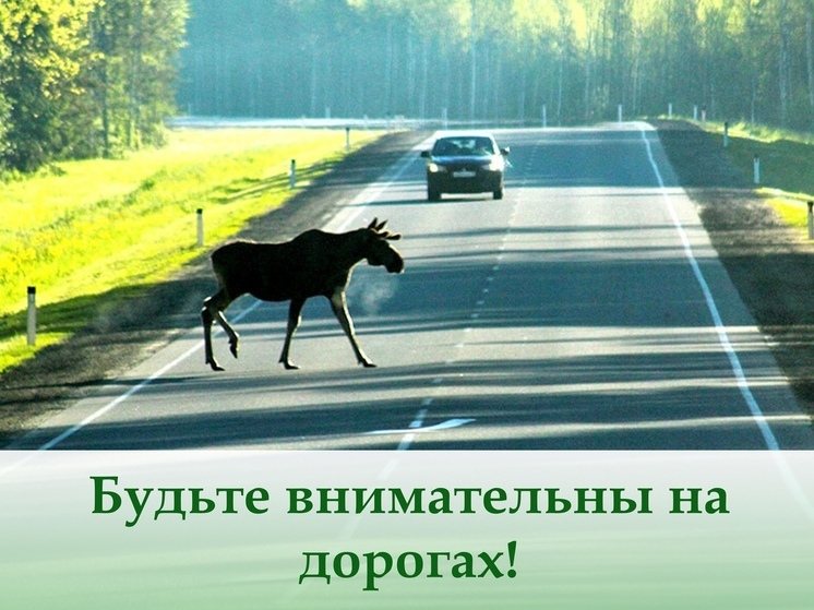 Жителей Смоленского района предупреждают об опасности встречи с лосями на дорогах
