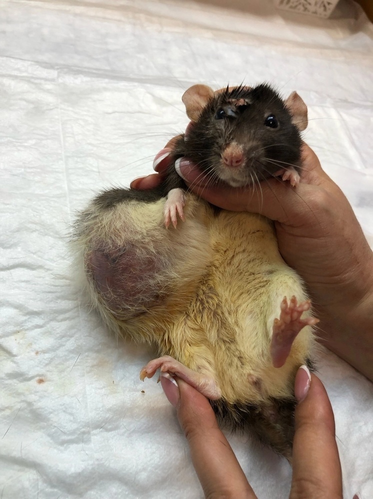 В Москве декоративной крысе из Твери удалили огромную опухоль