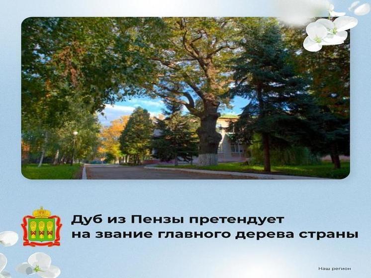 Пензенцы могут отдать голос за пензенский дуб во всероссийском конкурсе