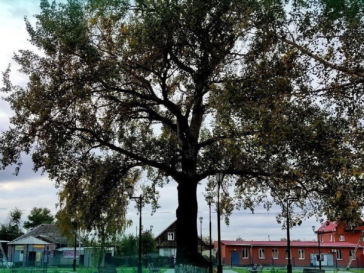 Тополь и дуб из Курской области включили в Национальный реестр старовозрастных деревьев России