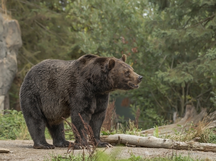 Медведь бродил возле озера Изменчивого на Сахалине