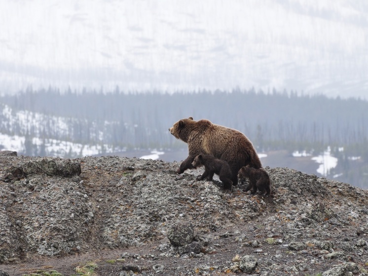 Сезон охоты на бурого медведя завершился на Сахалине