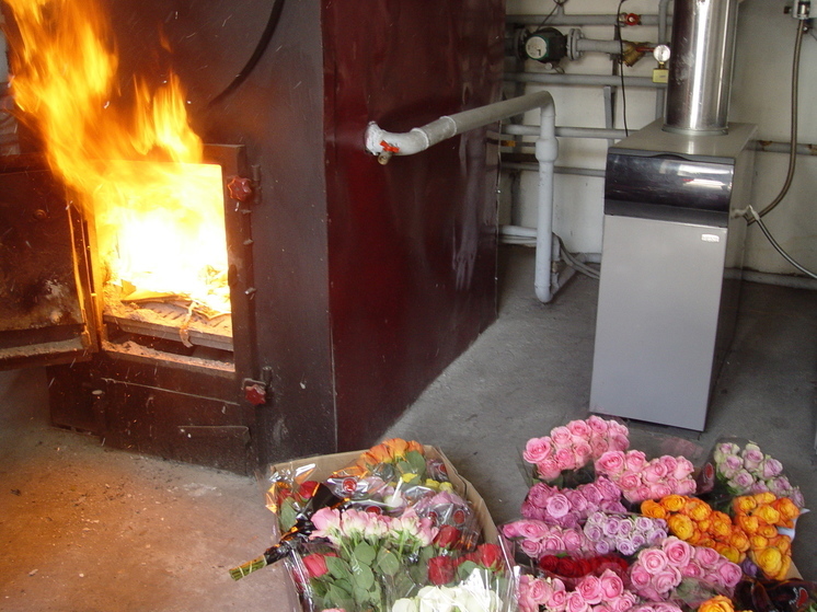 В Томске уничтожили 1500 заражённых ромашек и роз