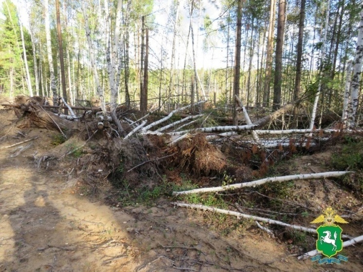 В Томской области задержали «чёрного лесоруба»