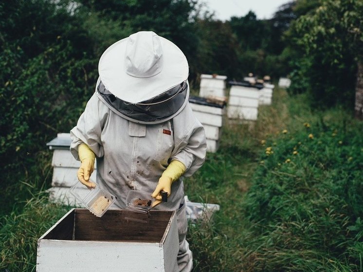 В Курской области пчеловодов не предупредили об обработке полей ядохимикатами