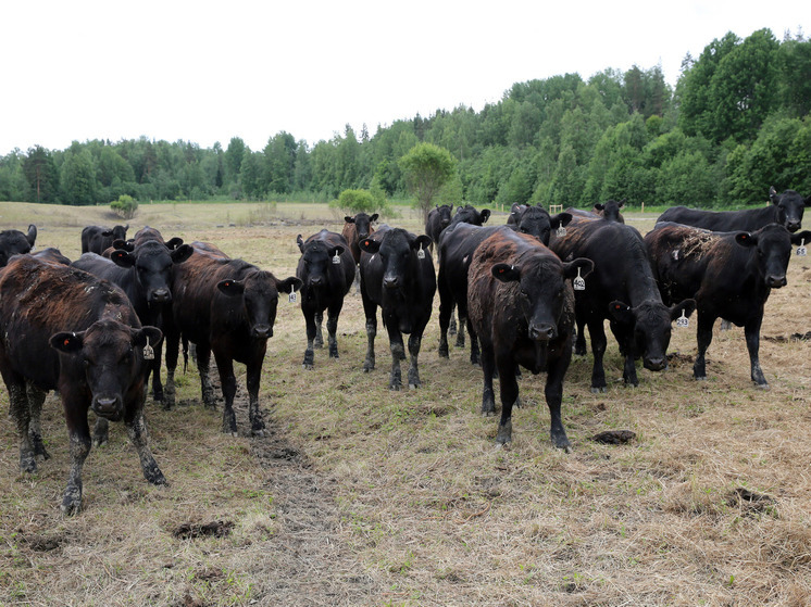 Калининградстат озвучил данные по количеству животных в хозяйствах по Калининградской области