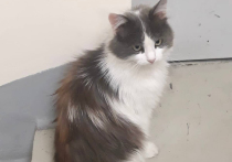 Права на брошенную в аэропорту Шереметьево кошку неожиданно заявил её горе-хозяин, вернувшийся спустя неделю из заграничной поездки
