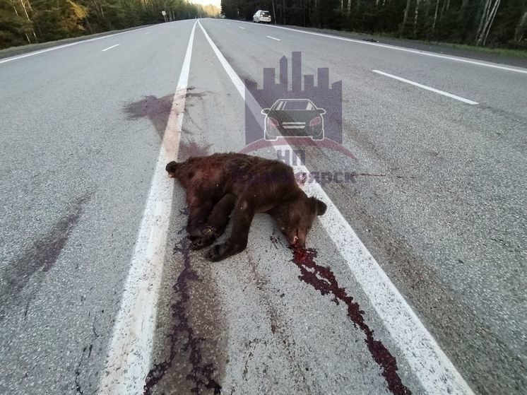 Под Красноярском неизвестный насмерть сбил медведя на трассе