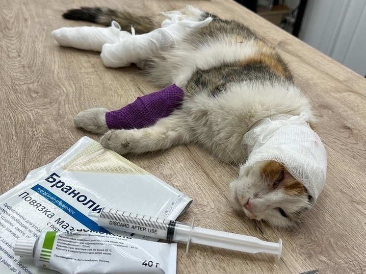 Зоозащитники собирают деньги на спасение кошки, которая пострадала от удара током