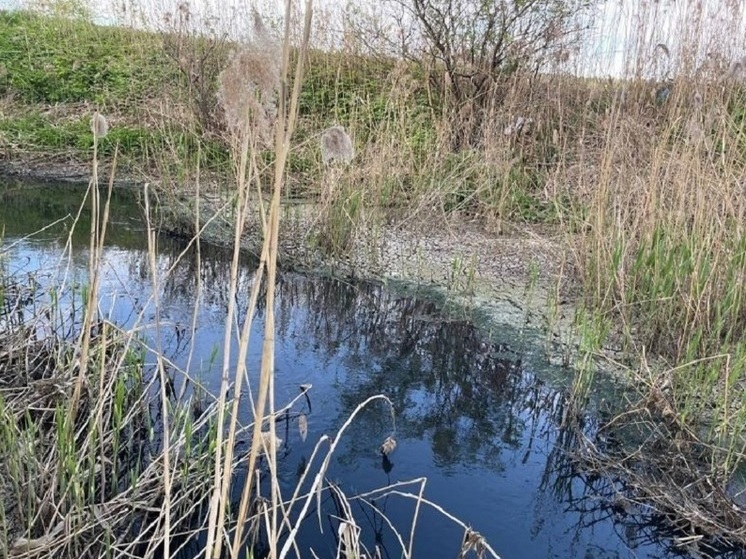 Экологи потребовали сделать свободный доступ к пруду для жителей Красногорска