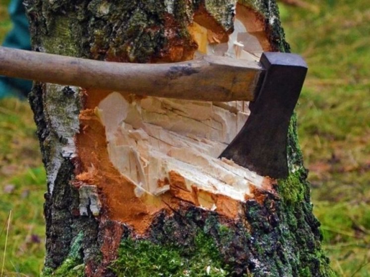 Орловцы в очередной раз подняли тему массовый вырубки деревьев