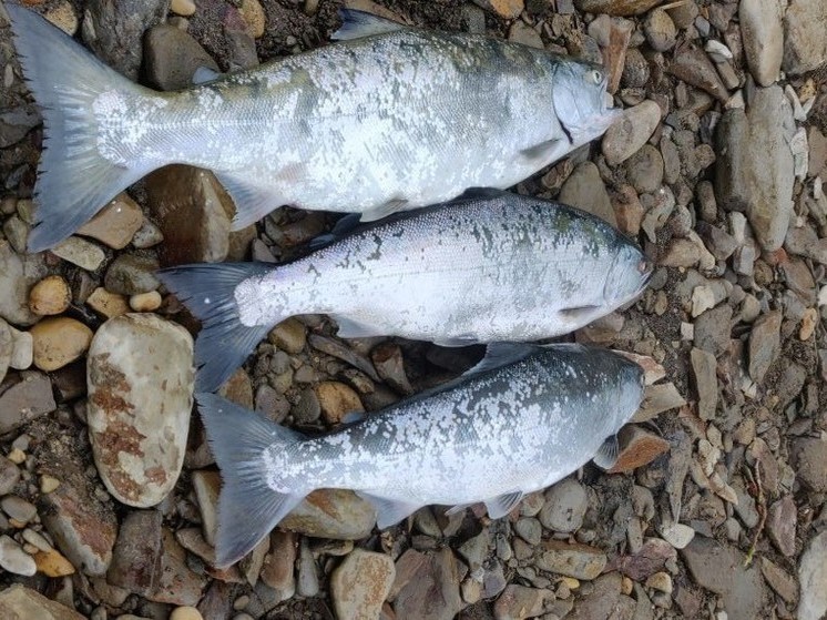 «Вообще отличная!»: рыбаки показали активный клев симы на Сахалине
