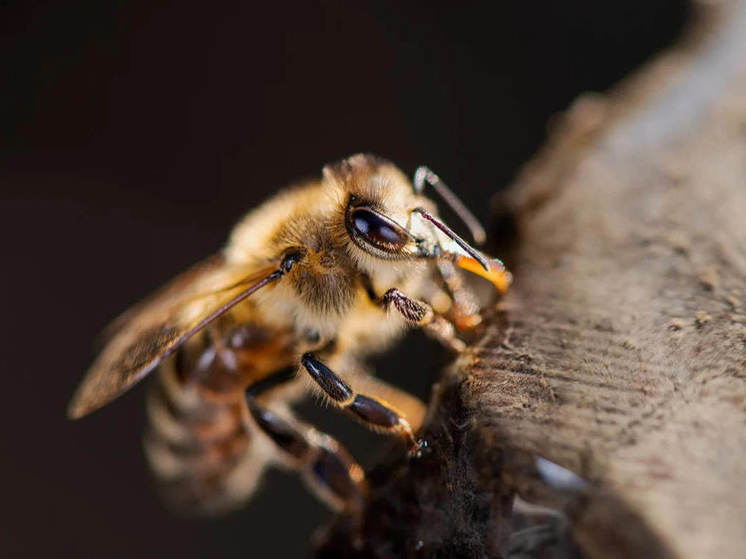 Пчёлы могли погибнуть в Томской области из-за плохого оповещения об обработке пестицидами