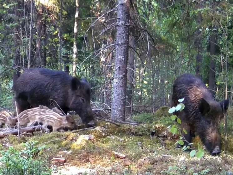 Кабаны в Карелии устроили трапезу под видеокамерами