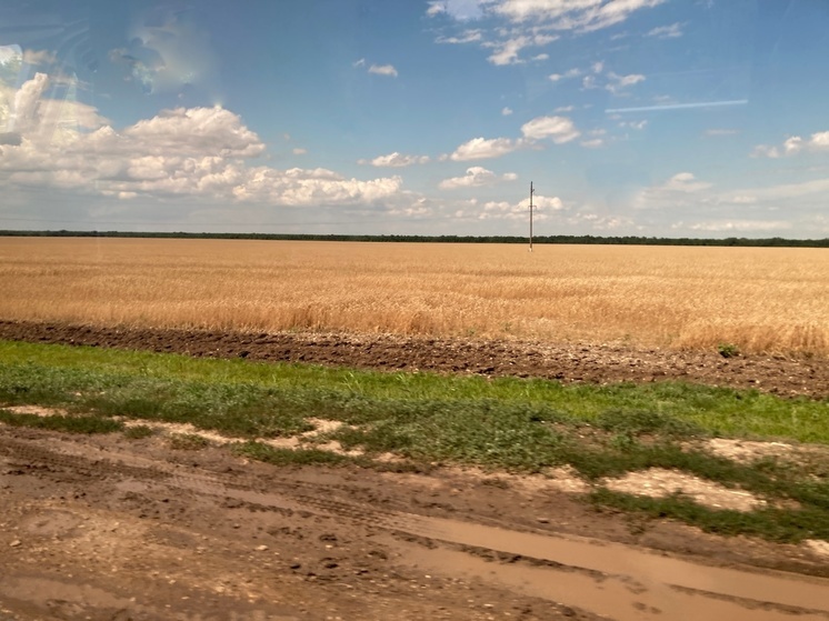В Саратовской области в 2023 году планируется собрать 4,4 млн тонн зерна