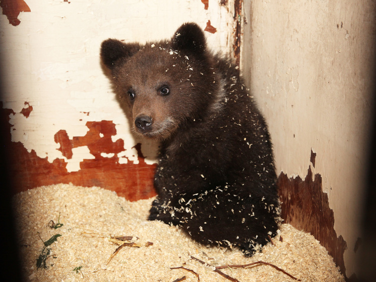 В Подмосковье водитель зоотакси спасла медвежонка от притравки для охотничьих собак