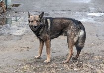Законодательно запретить подкармливать бездомных собак хотят предложить в управлении ветеринарии Хабаровского края. 