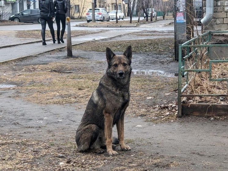 Женщина отсудила компенсацию у администрации за нападение бездомной собаки в Хабаровском крае