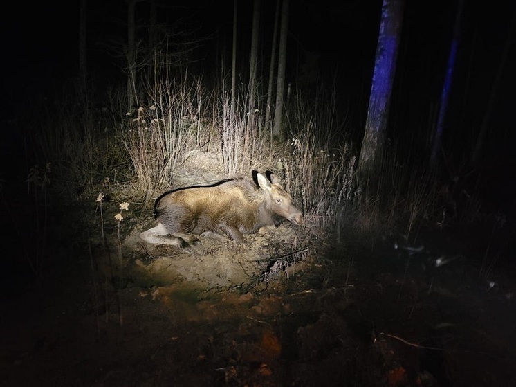 Причины гиперактивности лосей раскрыли экологи