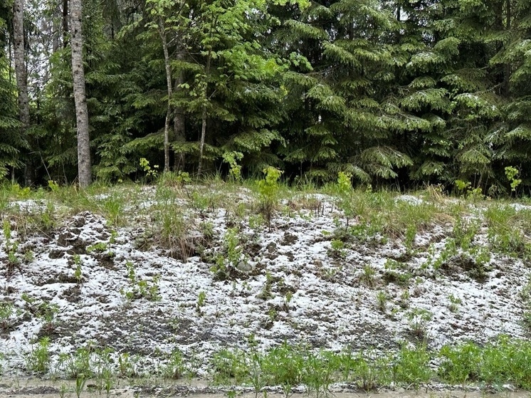 Летний снег выпал в Карелии