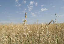 В хранилищах остается 25 млн тонн зерна, которые могут пропасть

