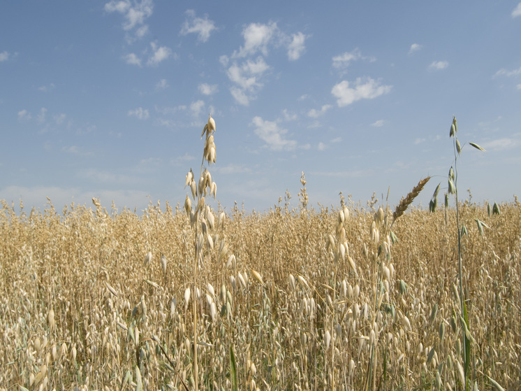 В хранилищах остается 25 млн тонн зерна, которые могут пропасть