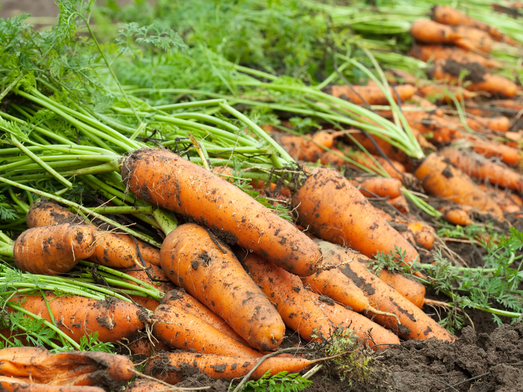 Морковь нового урожая из Киргизии поступила на переработку в Тюменскую область