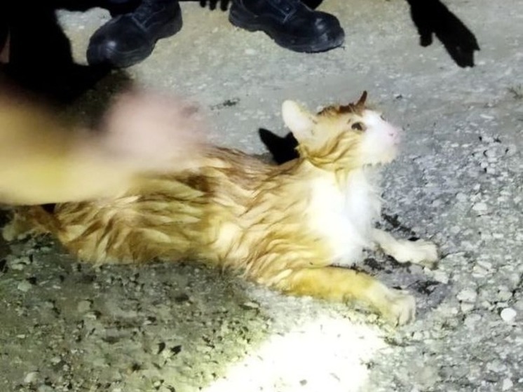 В Новороссийске спасатели достали кошку из пожарного водоёма