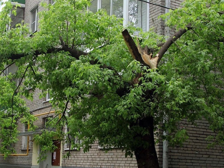 Десятки деревьев повалены в Москве сильным ветром, повреждены автомобили