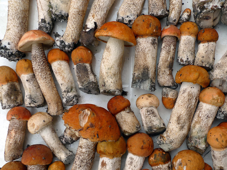 В подмосковных лесах появились подосиновики и белые грибы