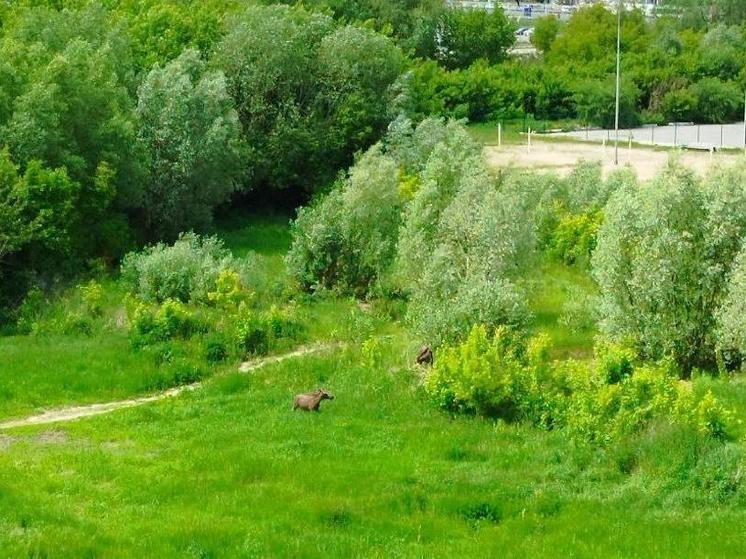 3 июня в районе ТРЦ «Премьер» в Рязани заметили двух лосей