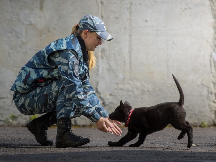 Мурманские полицейские показали северянам служебного щенка