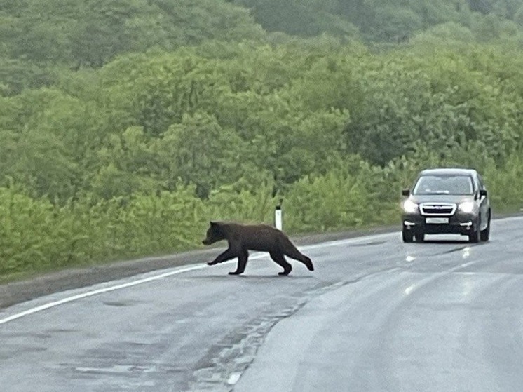 Молодой медведь перебежал дорогу на севере Сахалина
