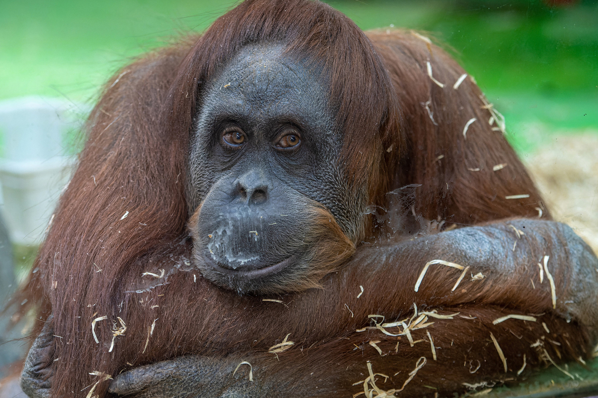 Orangutans relocated to outdoor enclosures were delighted with birds and insects