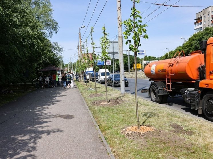  В Калининграде прошла экологическая акция «Зелёный край»