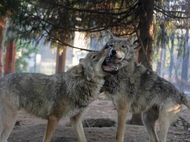 Волки Мрак и Сумрак в Ленинградском зоопарке сменили зимнюю шубку