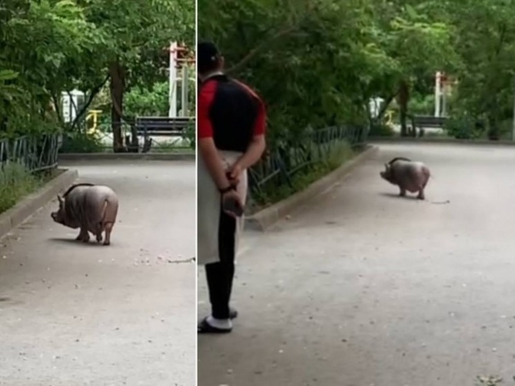 В центре Волгограда местные жители заметили карликовую свинью