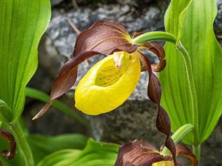 Во Владимирской области зацвела северная орхидея