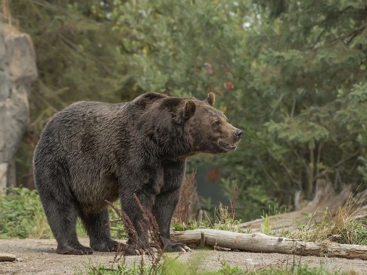 Красноярцам рассказали, как избежать встречи с медведем